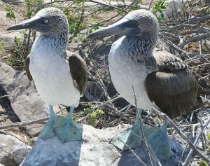 The blue footed booby