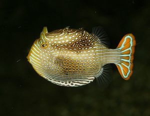 Pattern formation in fish is governed by processes which can be described using bifurcation theory